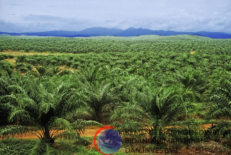 Satgas Sawit Minta Pelaku Usaha Patuhi Upaya Perbaikan Tata Kelola Industri Kelapa Sawit